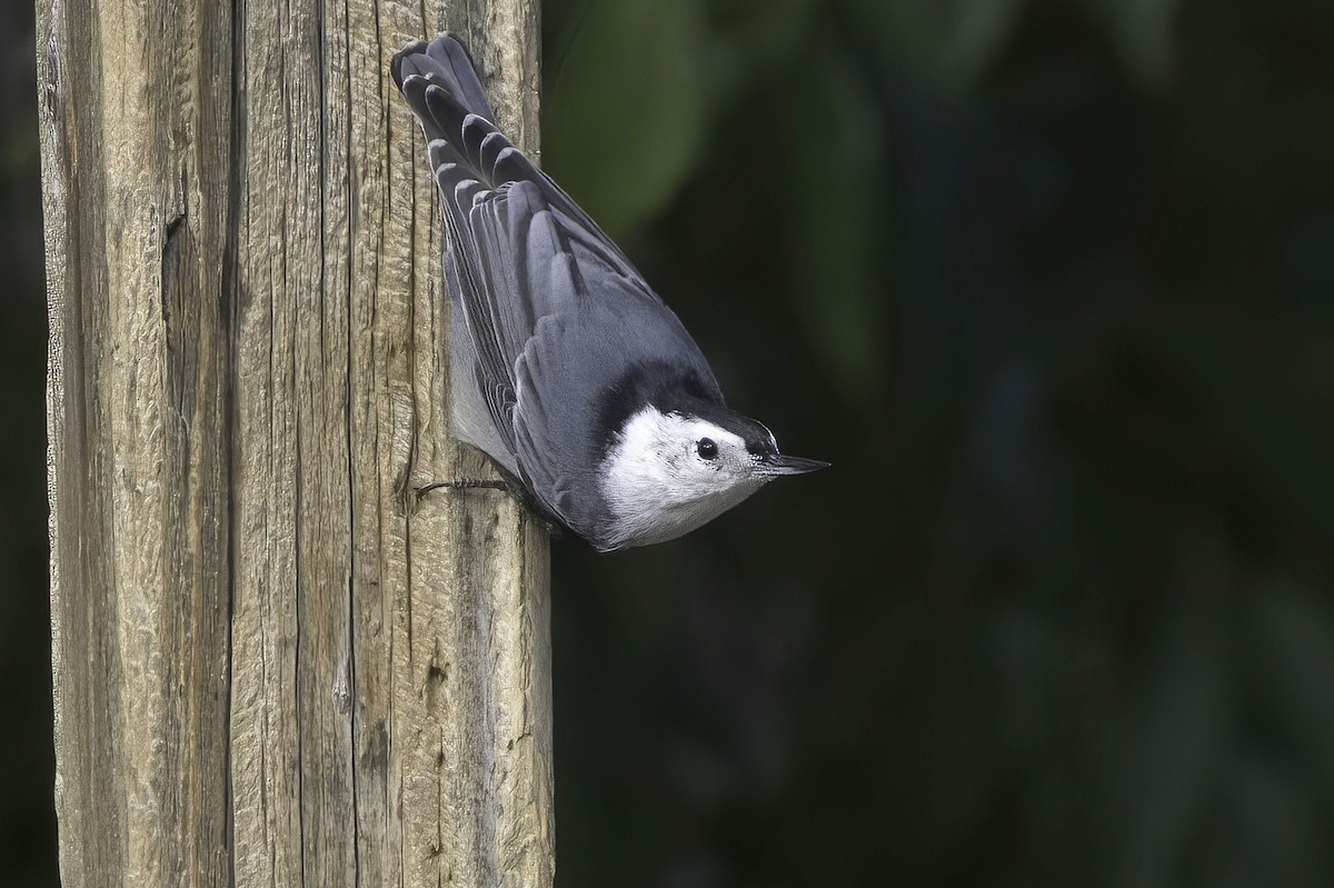 White-breasted Nuthatch - ML643790997
