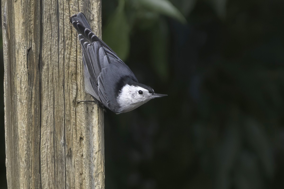 White-breasted Nuthatch - ML643790998