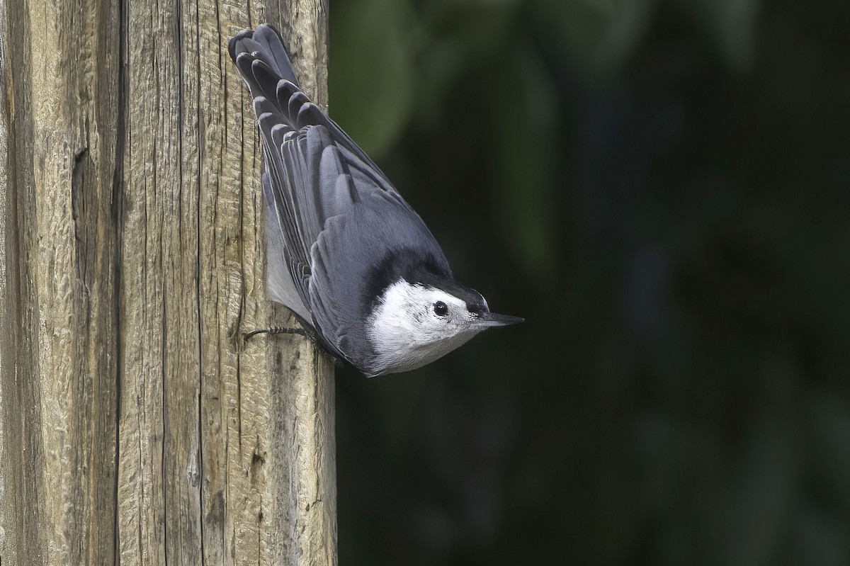 White-breasted Nuthatch - ML643790999