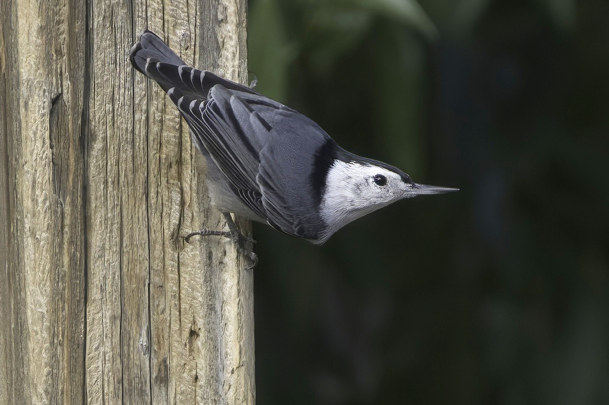 White-breasted Nuthatch - ML643791001