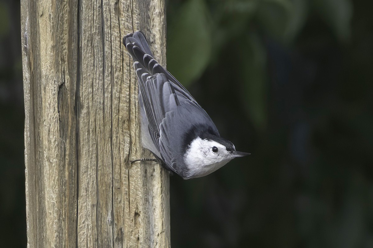 White-breasted Nuthatch - ML643791002