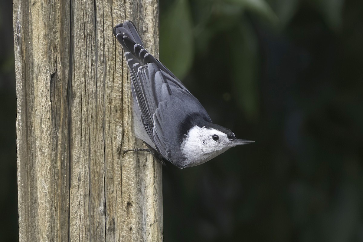 White-breasted Nuthatch - ML643791003