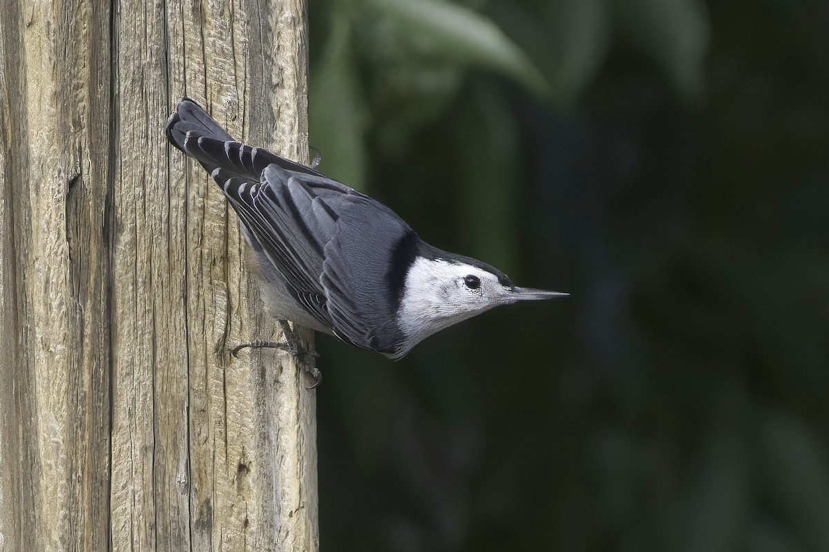 White-breasted Nuthatch - ML643791004