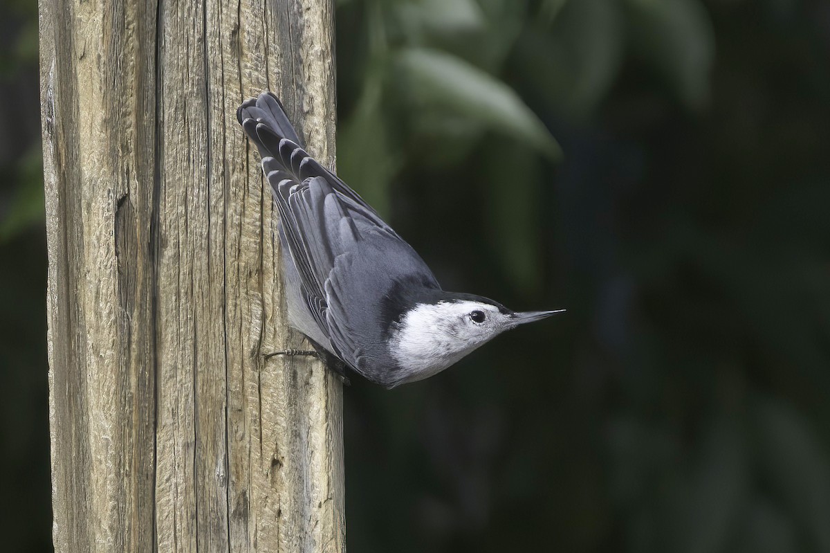 White-breasted Nuthatch - ML643791005