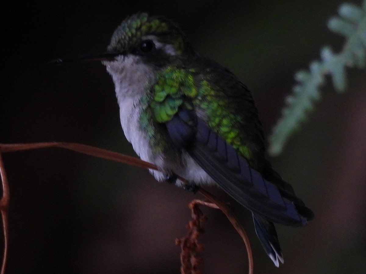 Red-billed Emerald - ML643791009