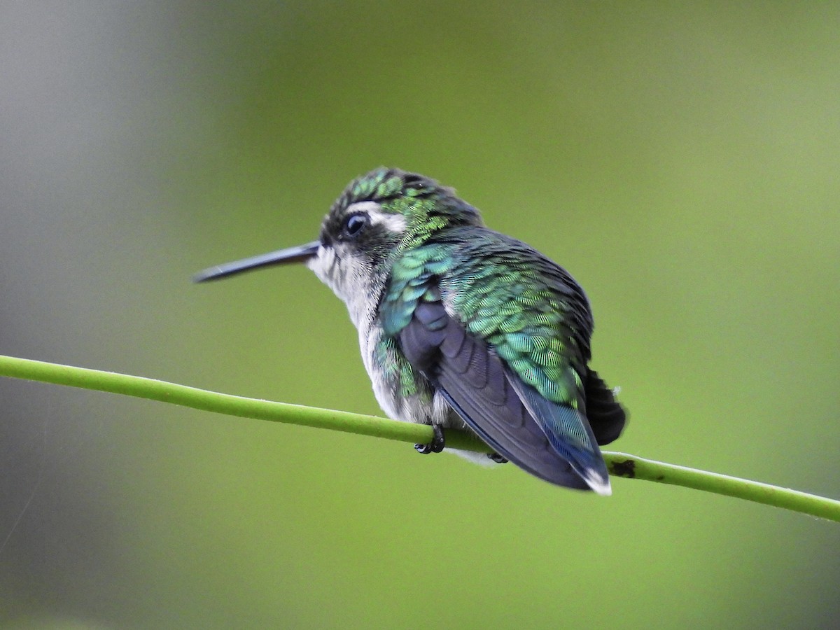 Red-billed Emerald - ML643791010