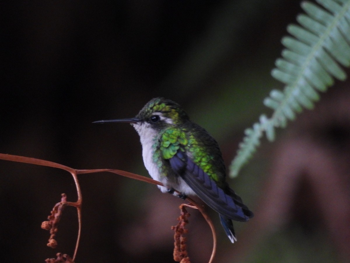 Red-billed Emerald - ML643791011