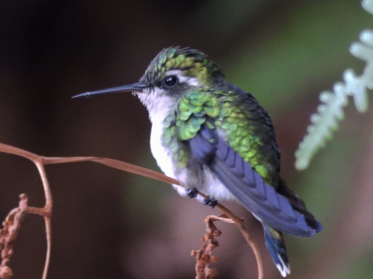 Red-billed Emerald - ML643791012