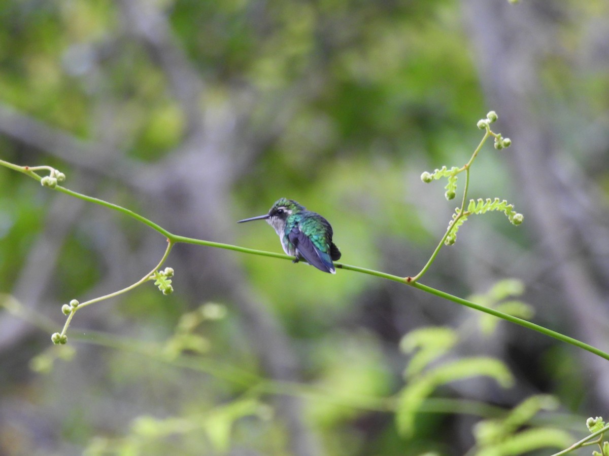 Red-billed Emerald - ML643791013