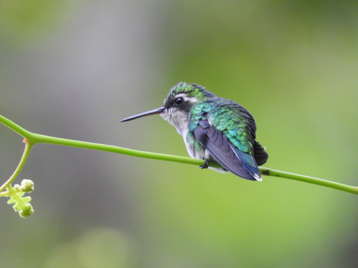 Red-billed Emerald - ML643791014