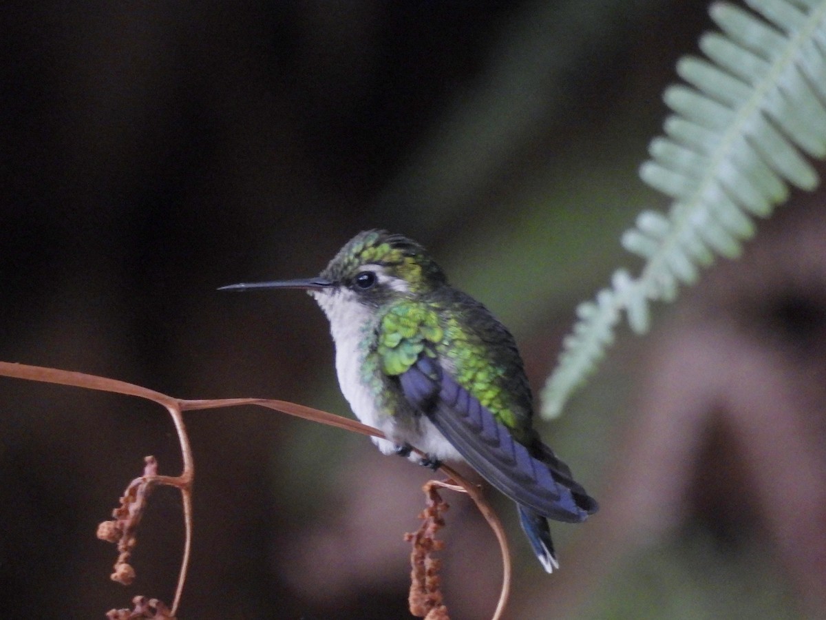 Red-billed Emerald - ML643791015