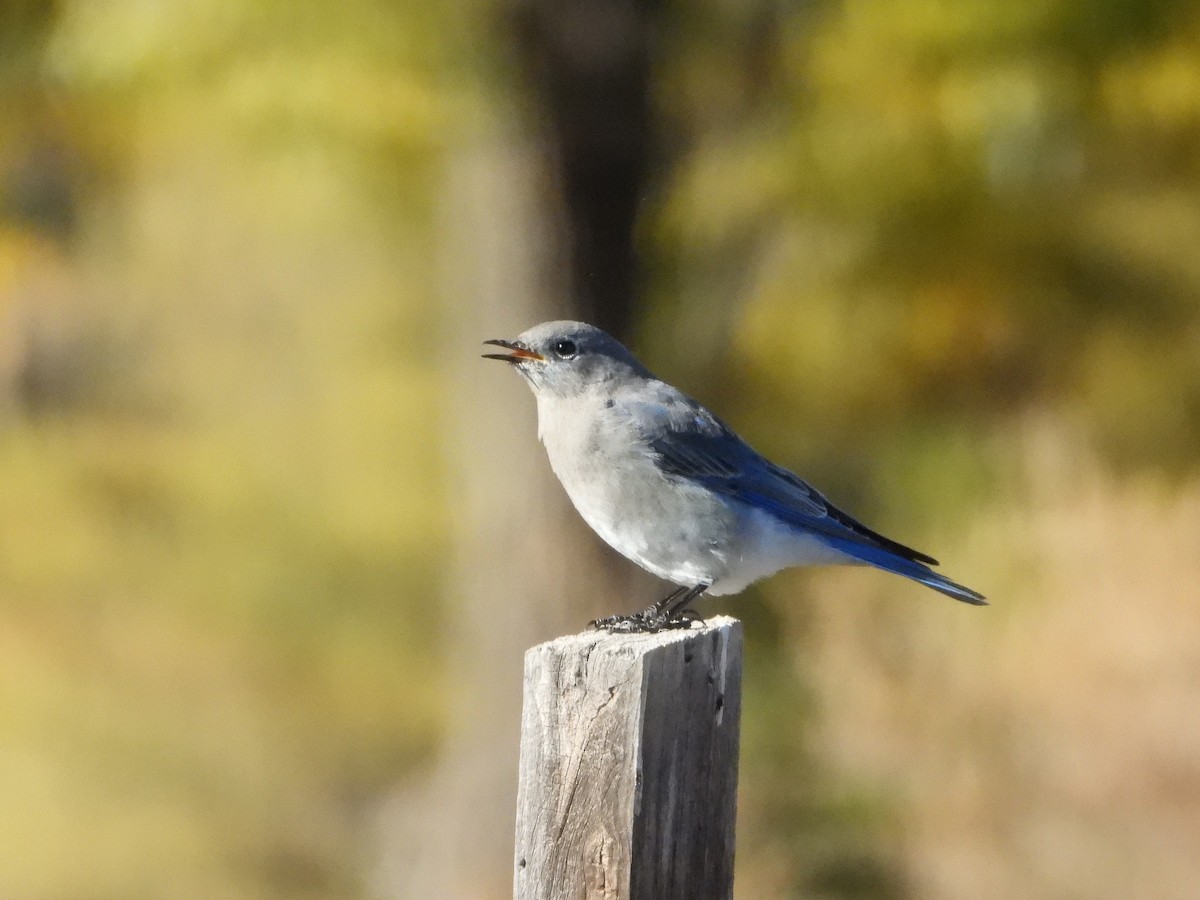 Mountain Bluebird - ML643791027