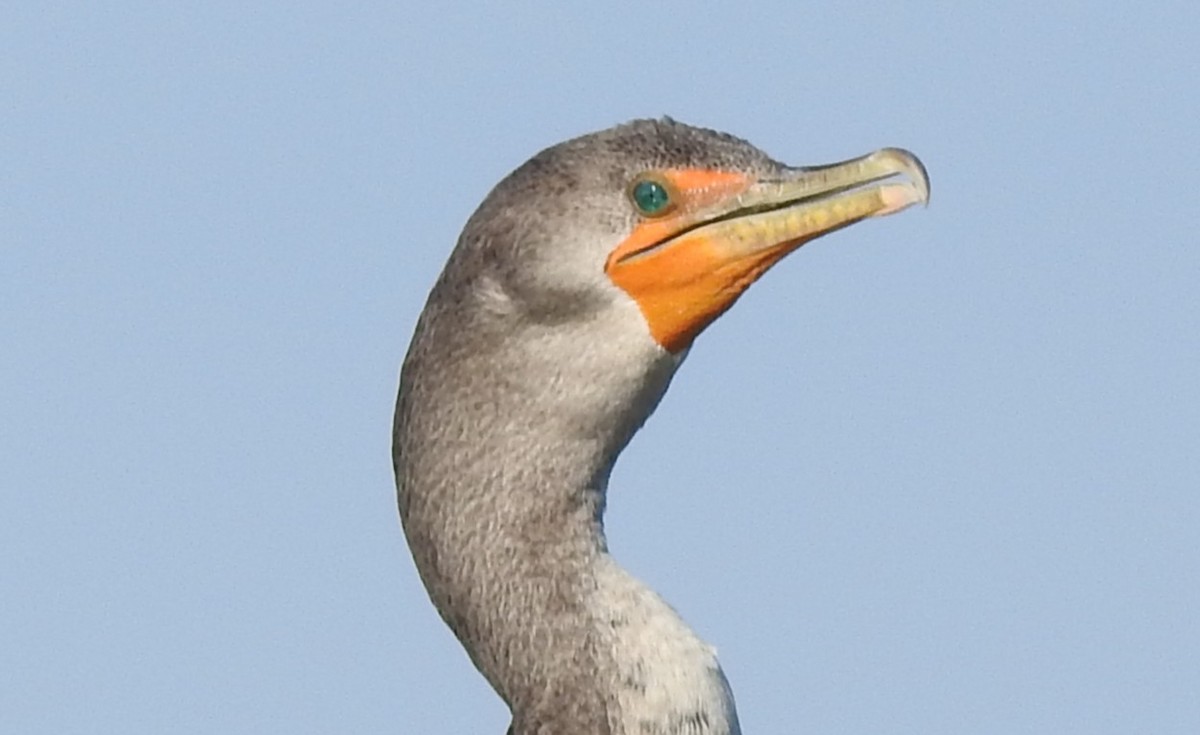 Ohrenscharbe - ML643791028