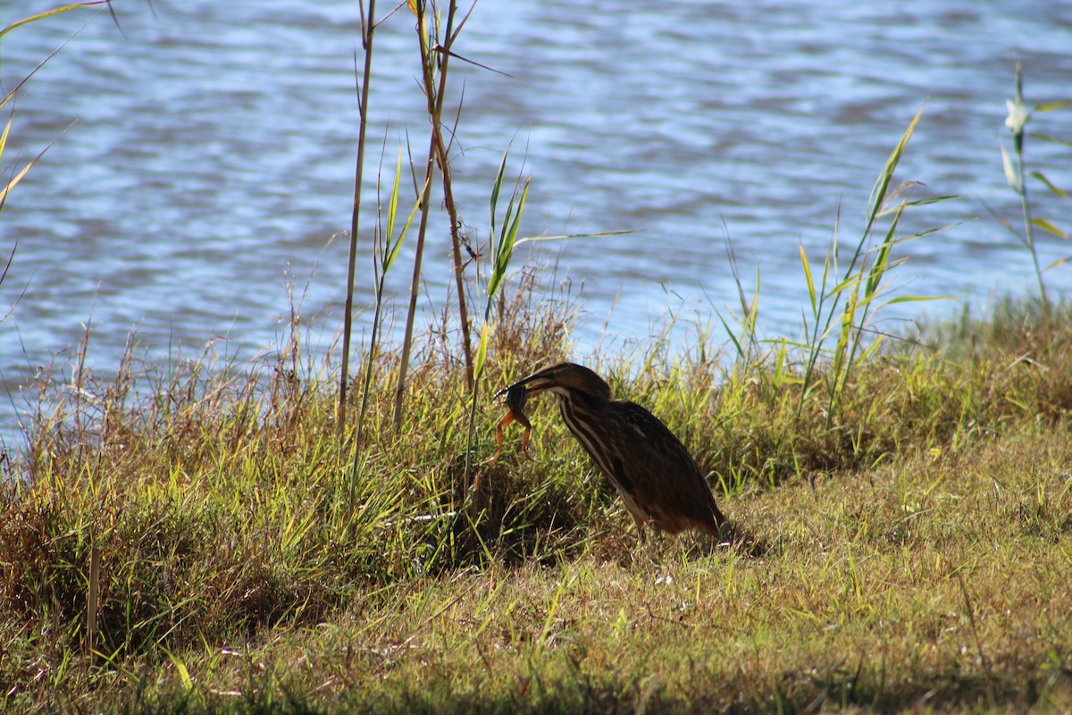 American Bittern - ML643791029