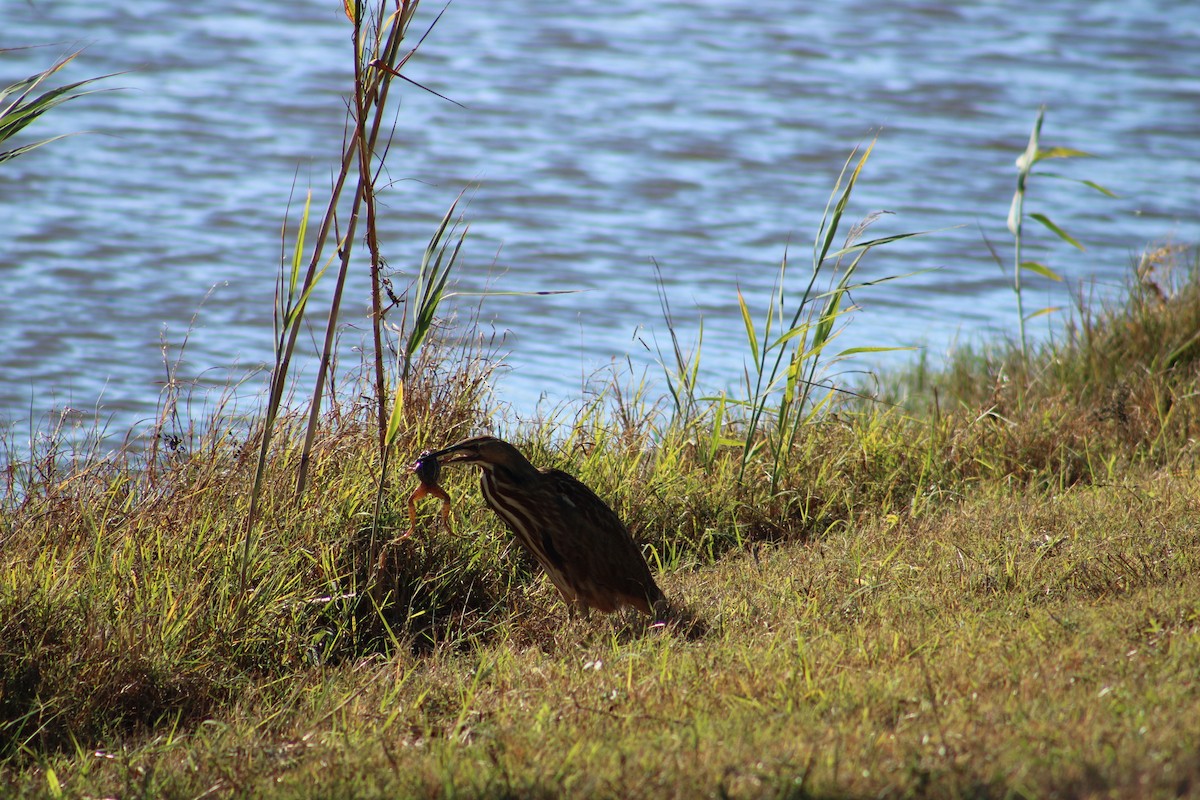 American Bittern - ML643791030