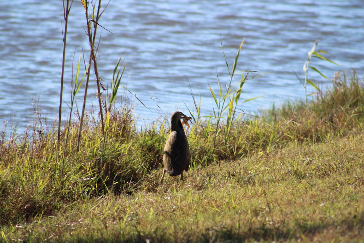 American Bittern - ML643791031