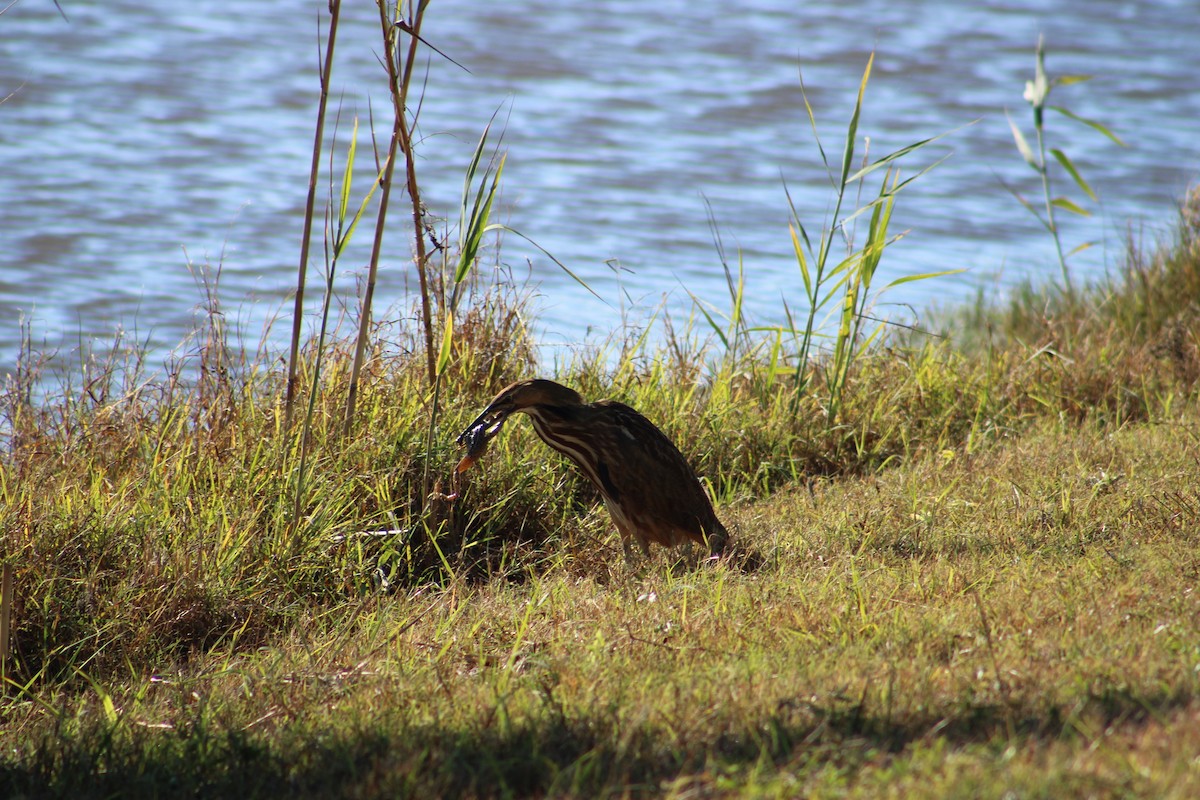 American Bittern - ML643791032