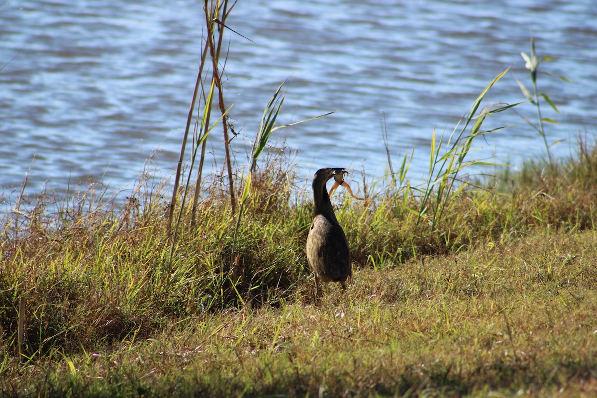 American Bittern - ML643791033