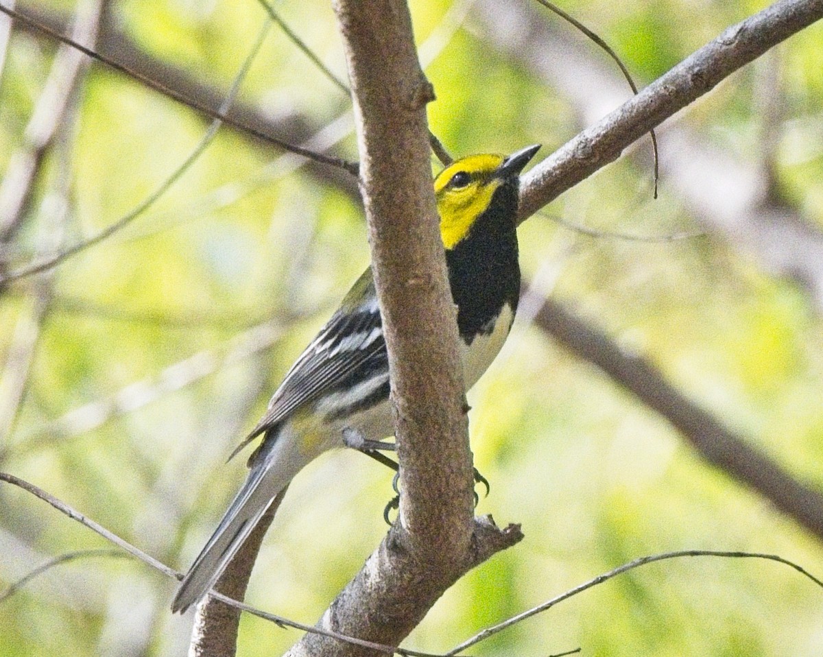 Black-throated Green Warbler - ML643791046