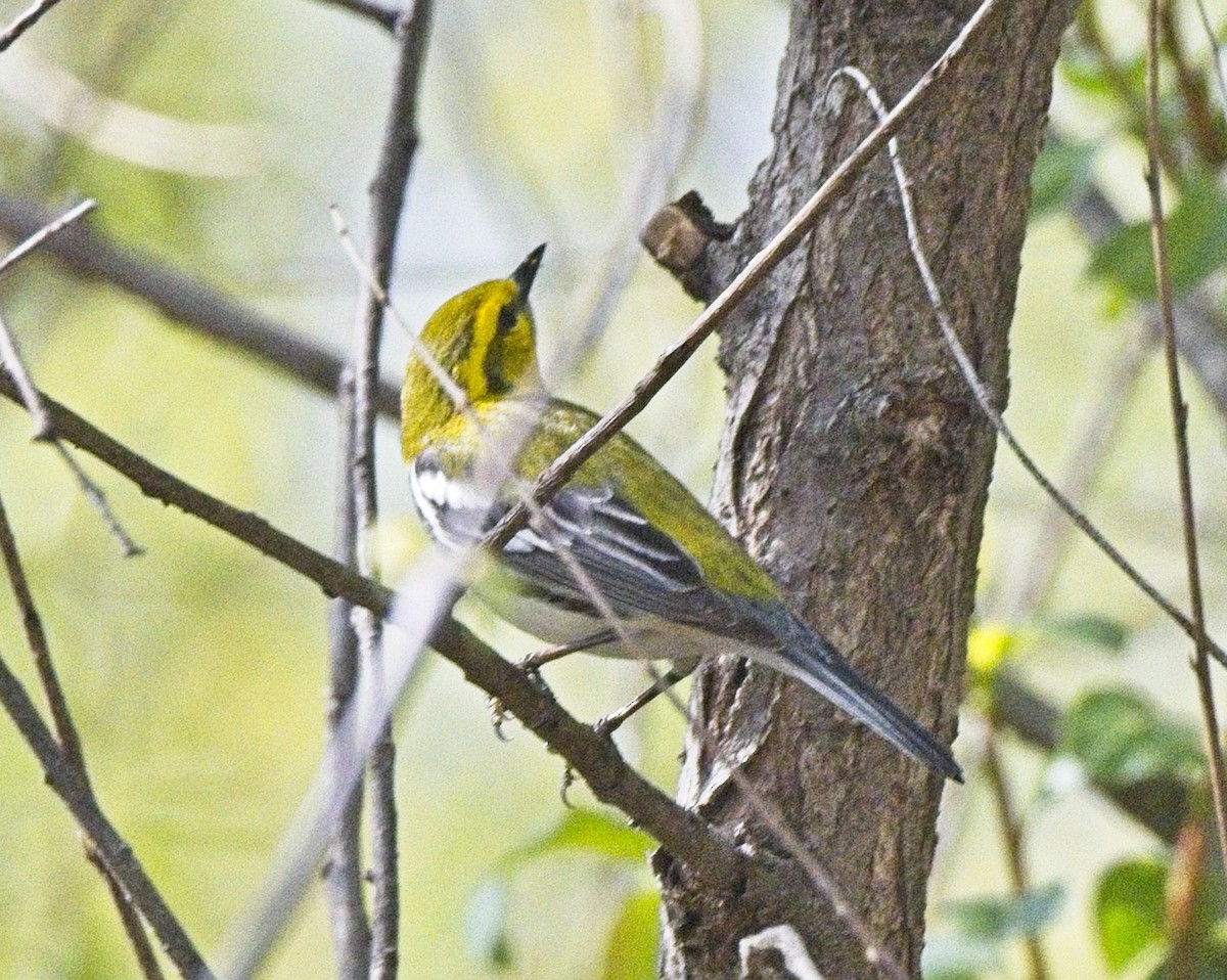 Black-throated Green Warbler - ML643791047