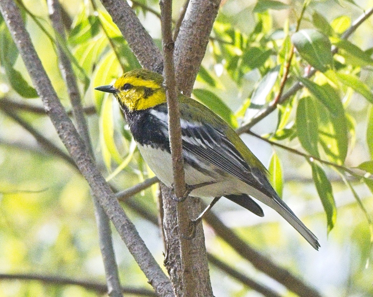 Black-throated Green Warbler - ML643791048
