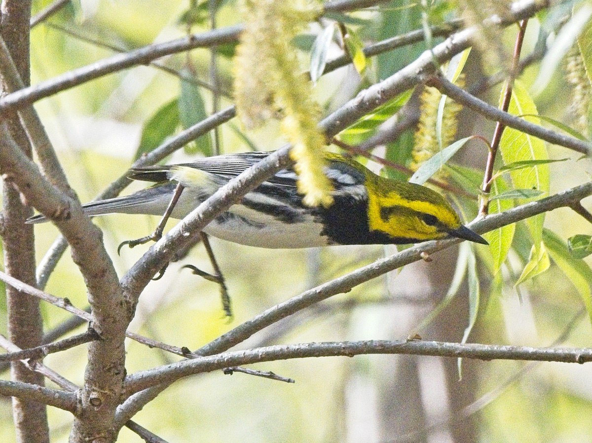 Black-throated Green Warbler - ML643791049