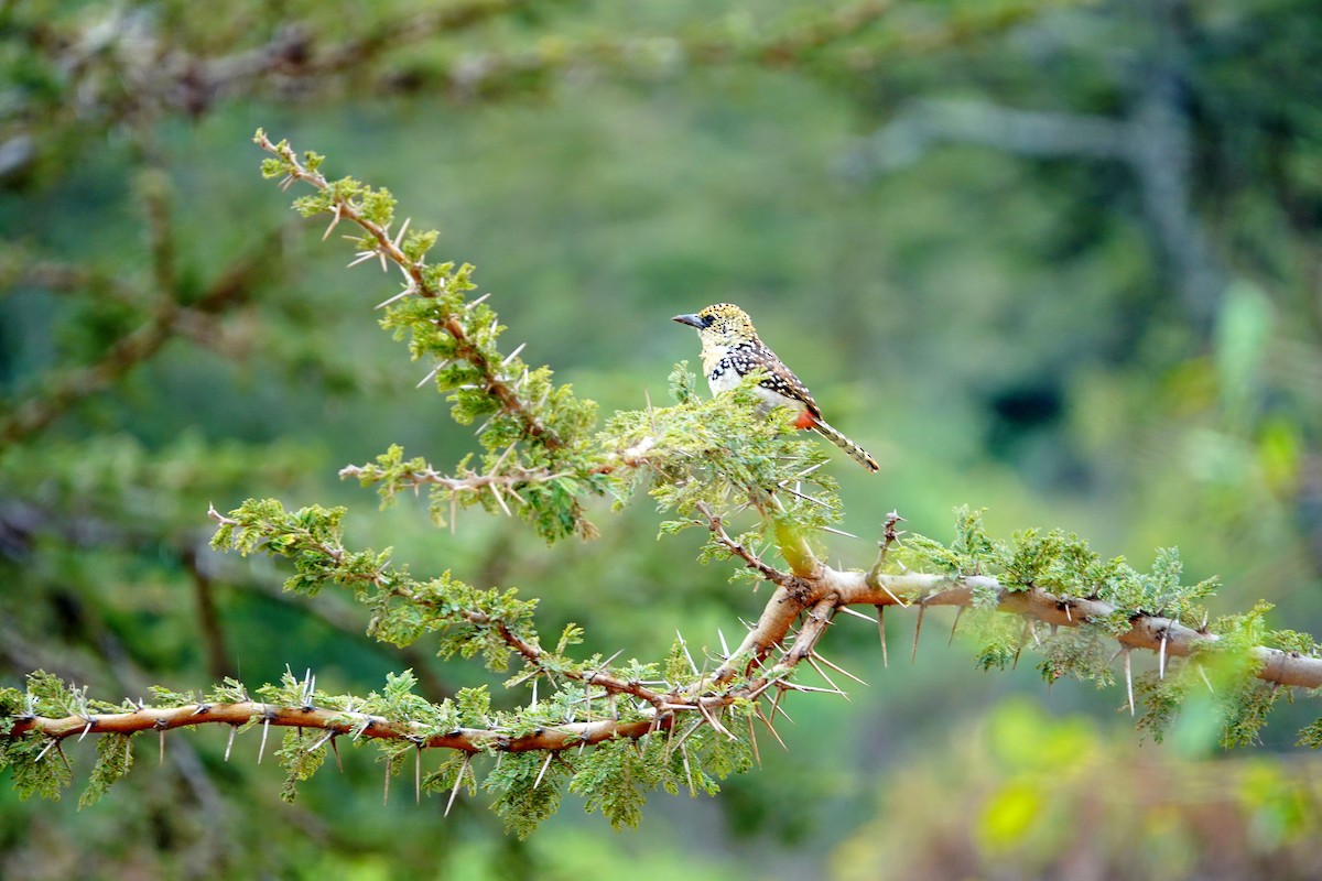 D'Arnaud's Barbet - ML643791058