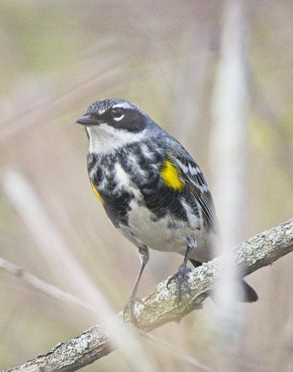 Yellow-rumped Warbler - ML643791070