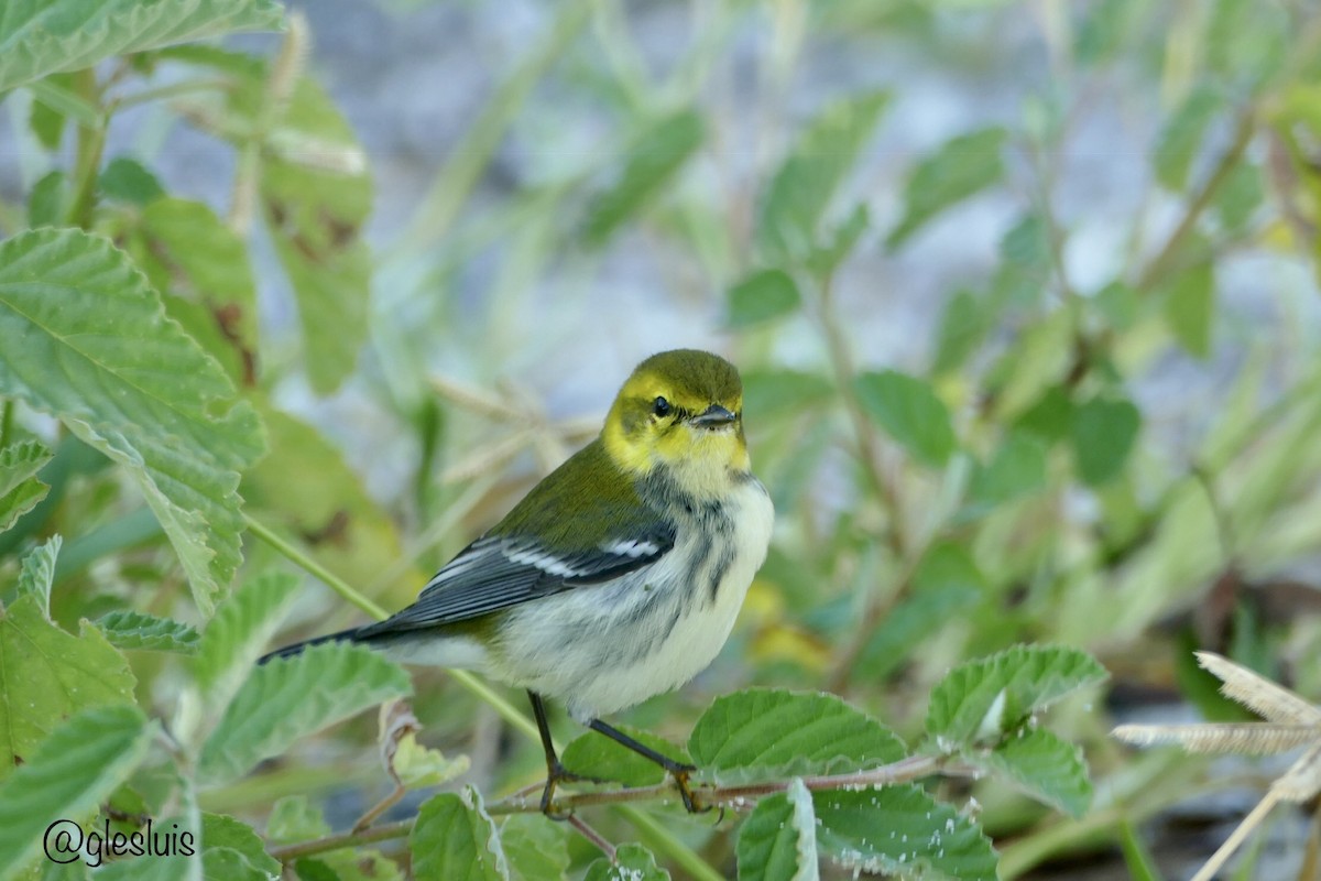 Black-throated Green Warbler - ML643791083