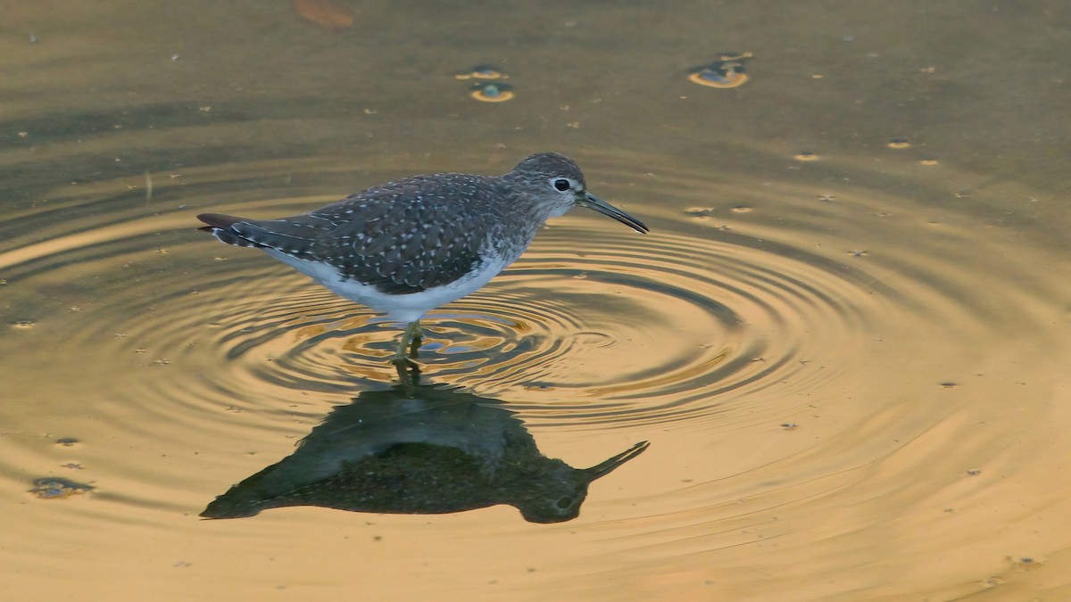 Solitary Sandpiper - ML643791084