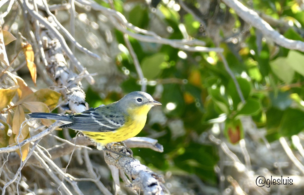 Magnolia Warbler - ML643791105