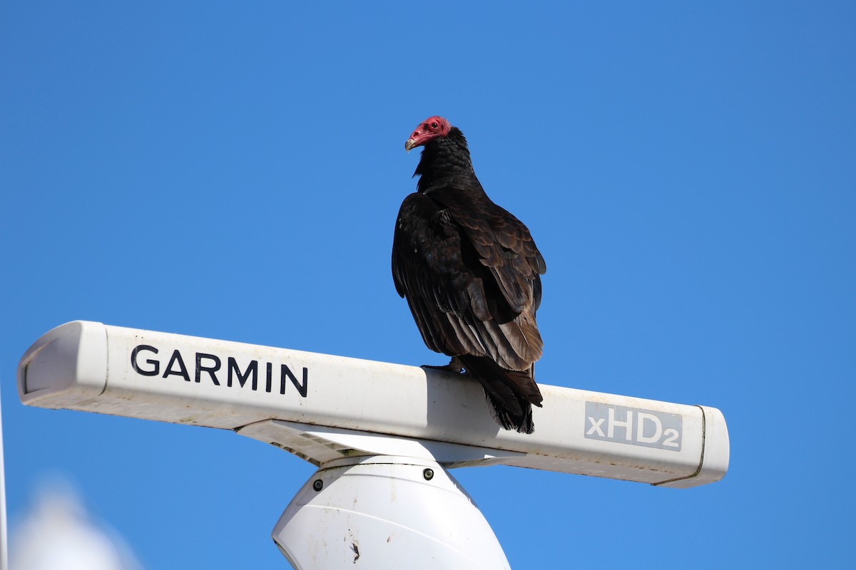Aura Gallipavo - ML643791111