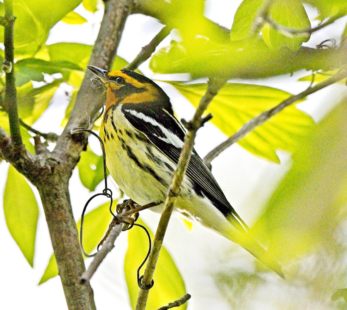Blackburnian Warbler - ML643791142