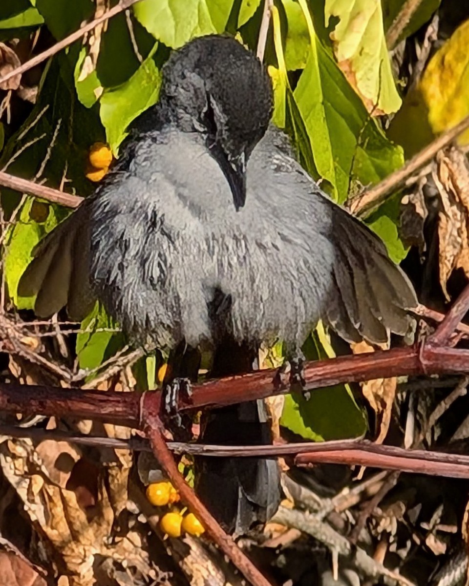 Gray Catbird - ML643791151