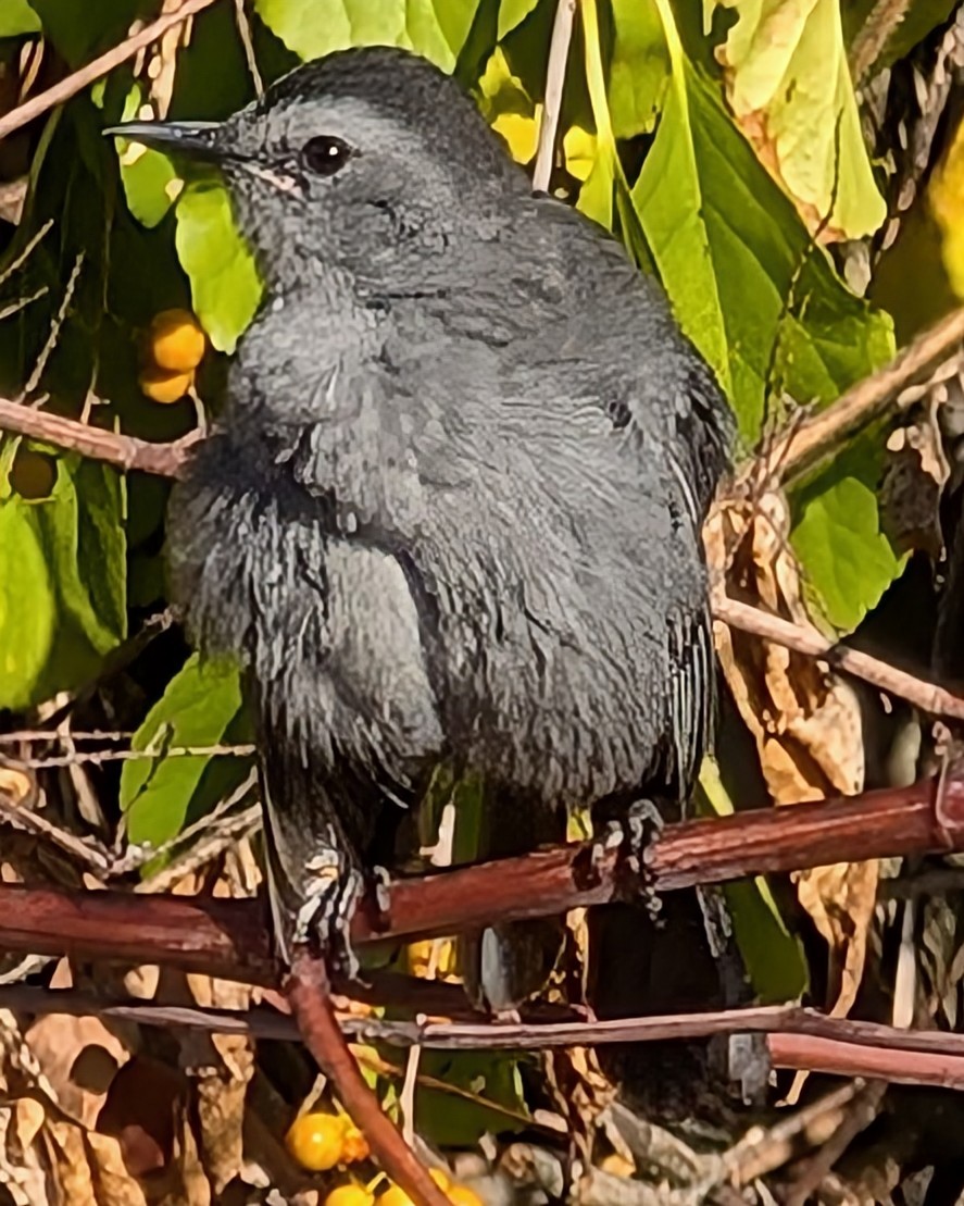 Gray Catbird - ML643791152
