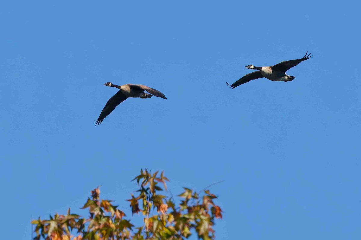 Branta kanadar handia - ML643791153