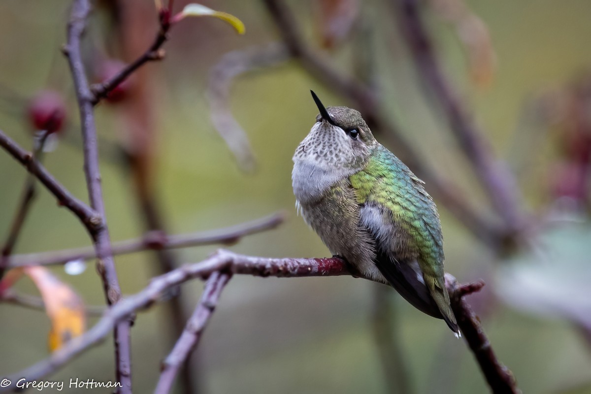 Ruby-throated Hummingbird - ML643791157