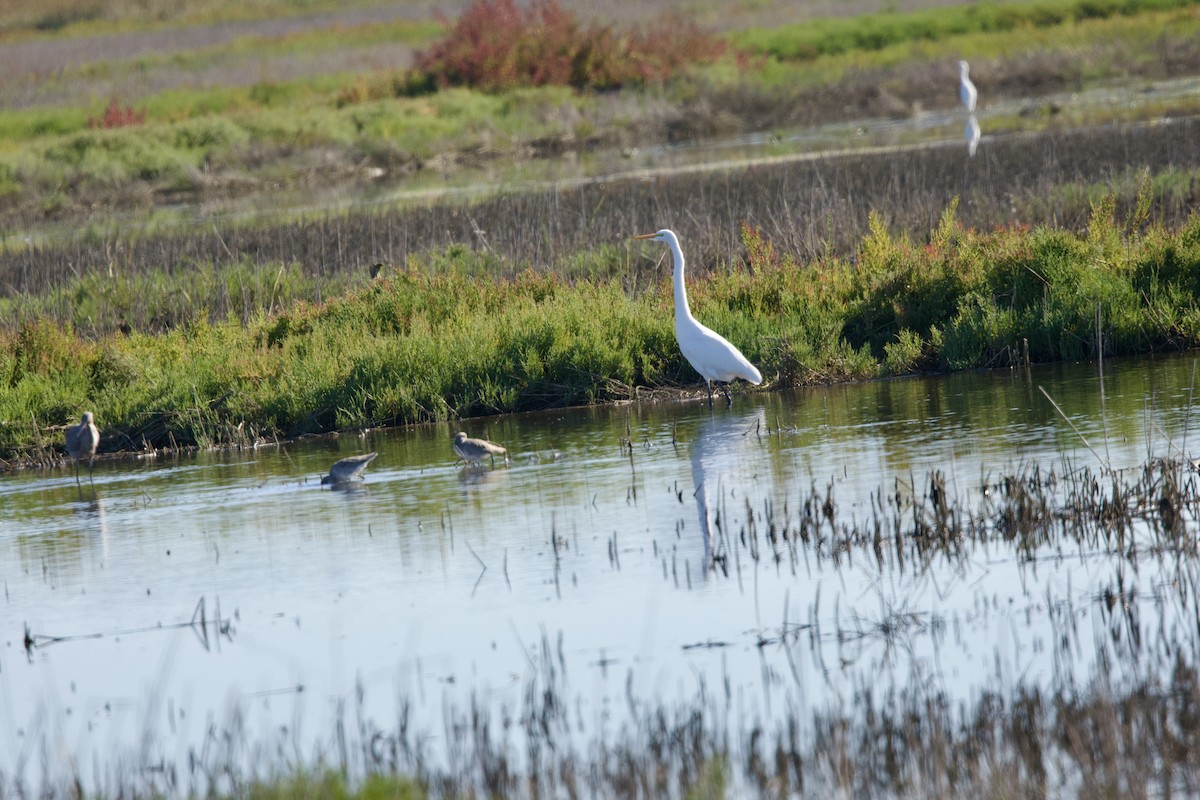 大白鷺(egretta) - ML643791160