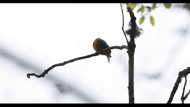 Orange-bellied Leafbird (Orange-bellied) - ML643791190