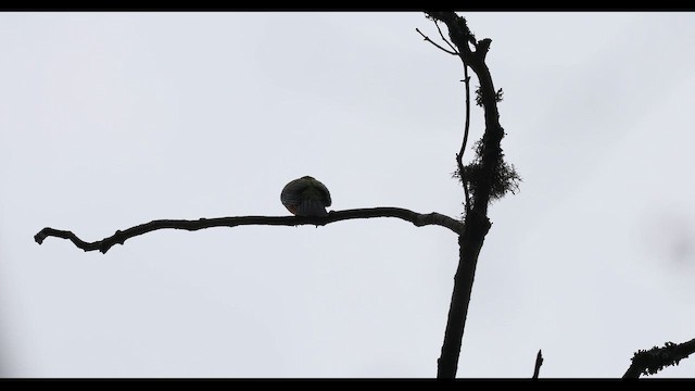 Orange-bellied Leafbird (Orange-bellied) - ML643791191