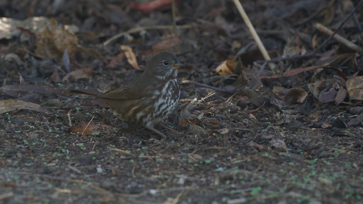 Fox Sparrow - ML643791192