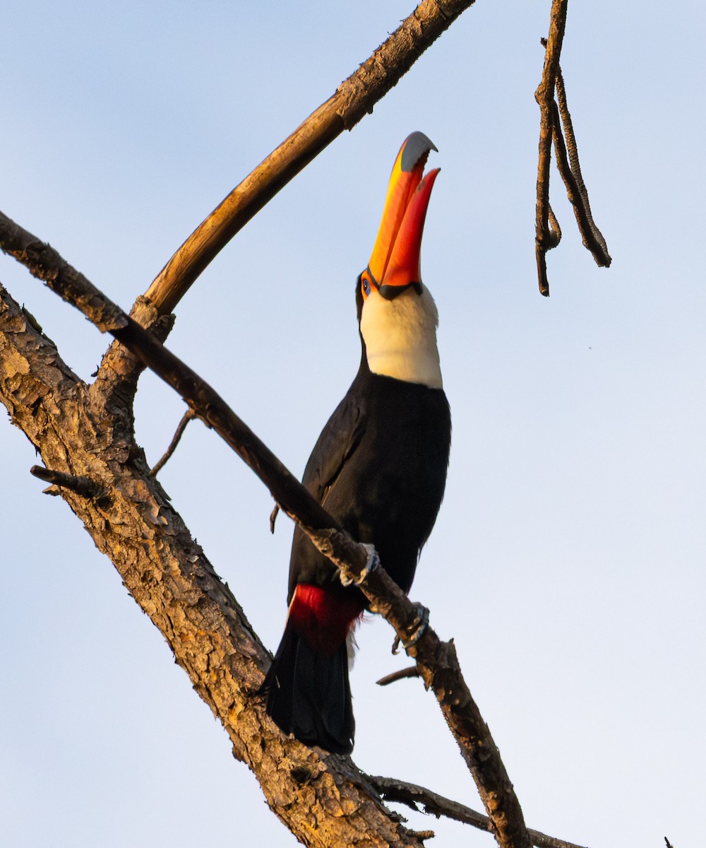 Toco Toucan - ML643791196