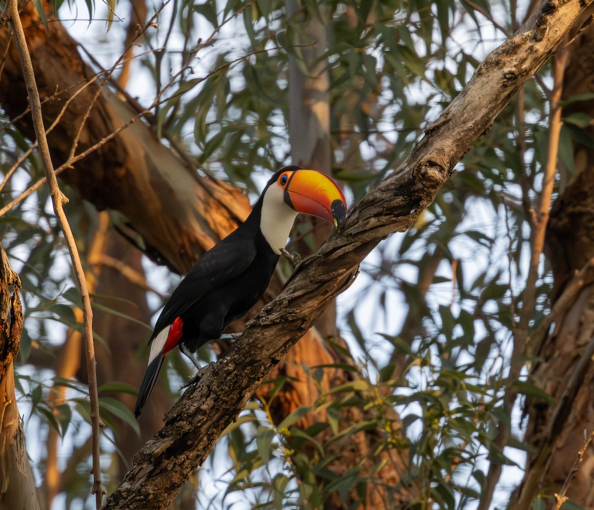 Toco Toucan - ML643791197