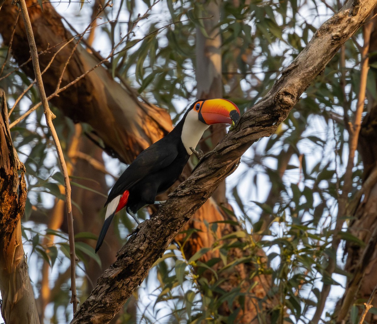 Toco Toucan - ML643791198