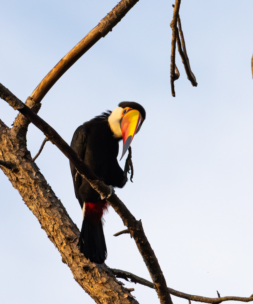 Toco Toucan - ML643791199
