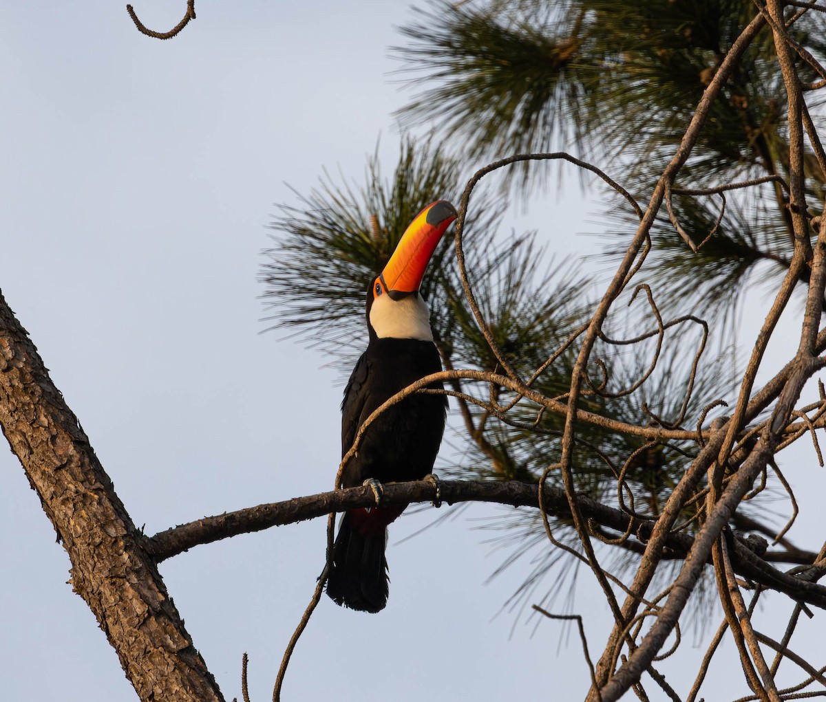 Toco Toucan - ML643791200