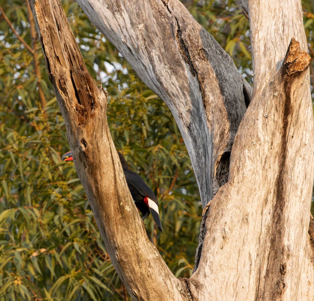 Toco Toucan - ML643791201