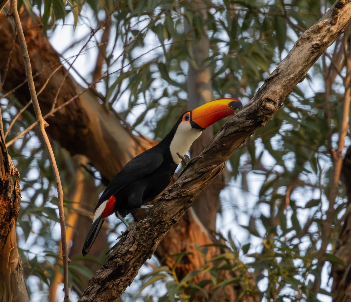 Toco Toucan - ML643791202