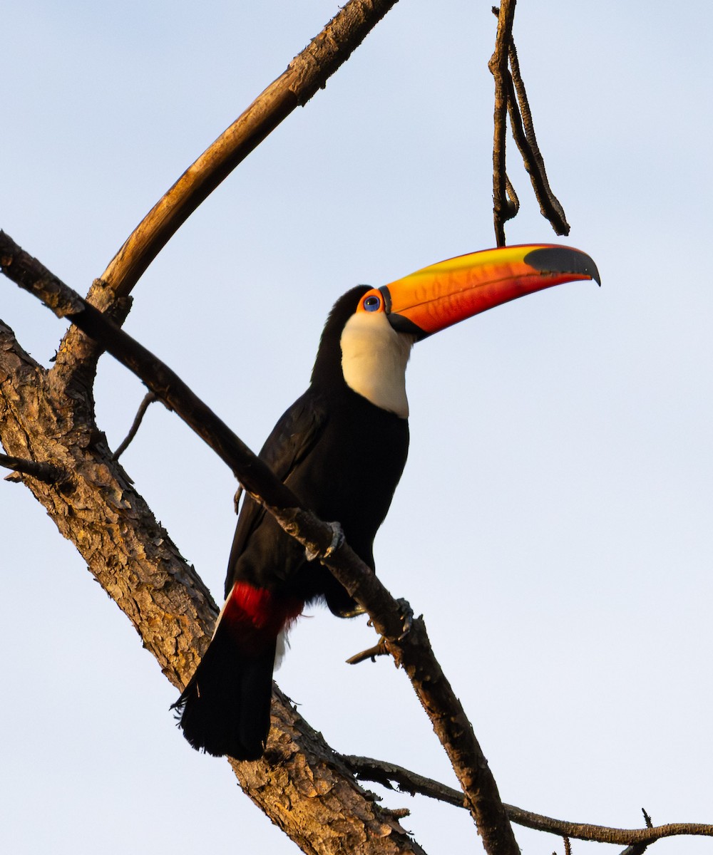 Toco Toucan - ML643791203
