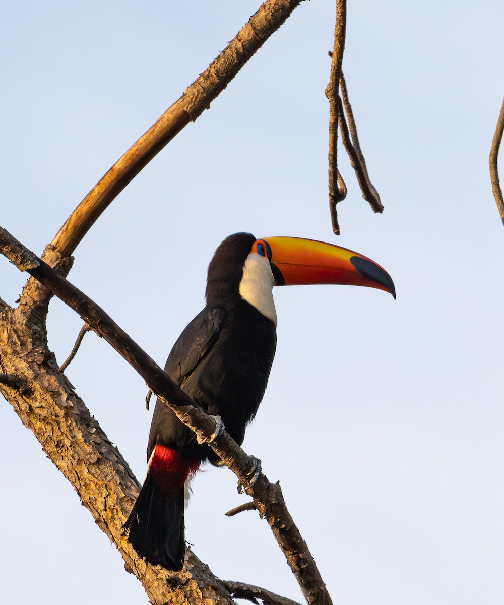 Toco Toucan - ML643791204